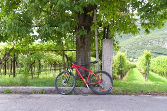 Tour e-bike colline incontaminate delle Marche