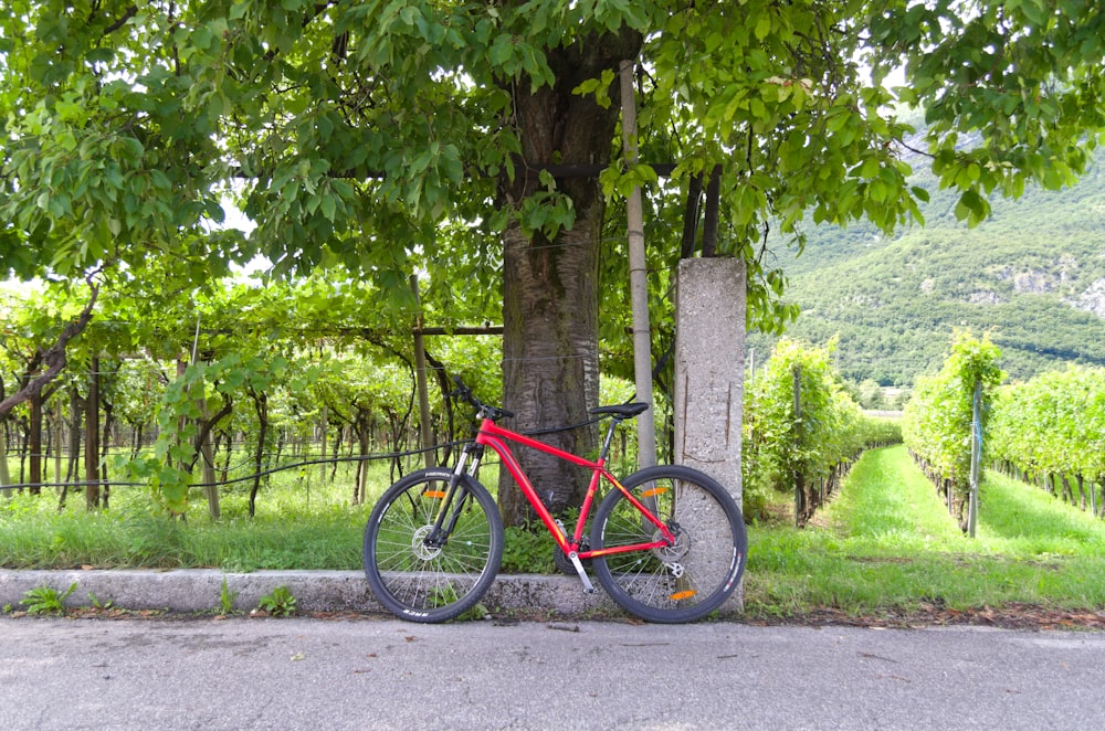 Bicicleta de montaña roja y negra estacionada junto a un árbol verde durante el día