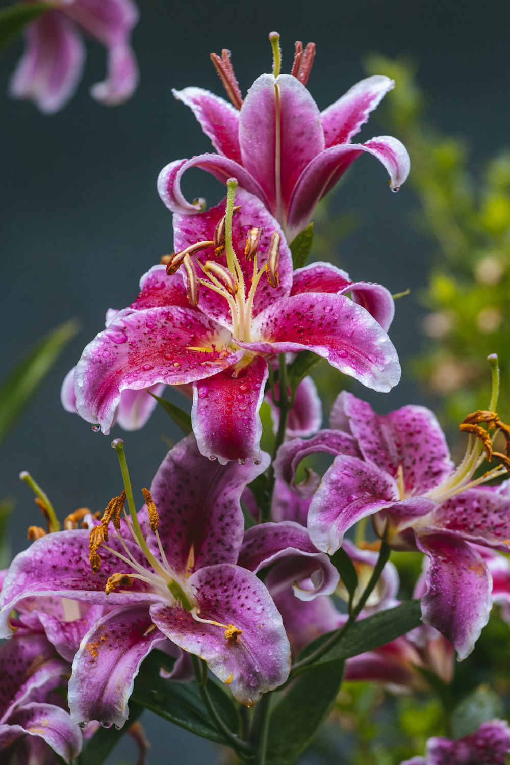 pink and white flower in macro lens