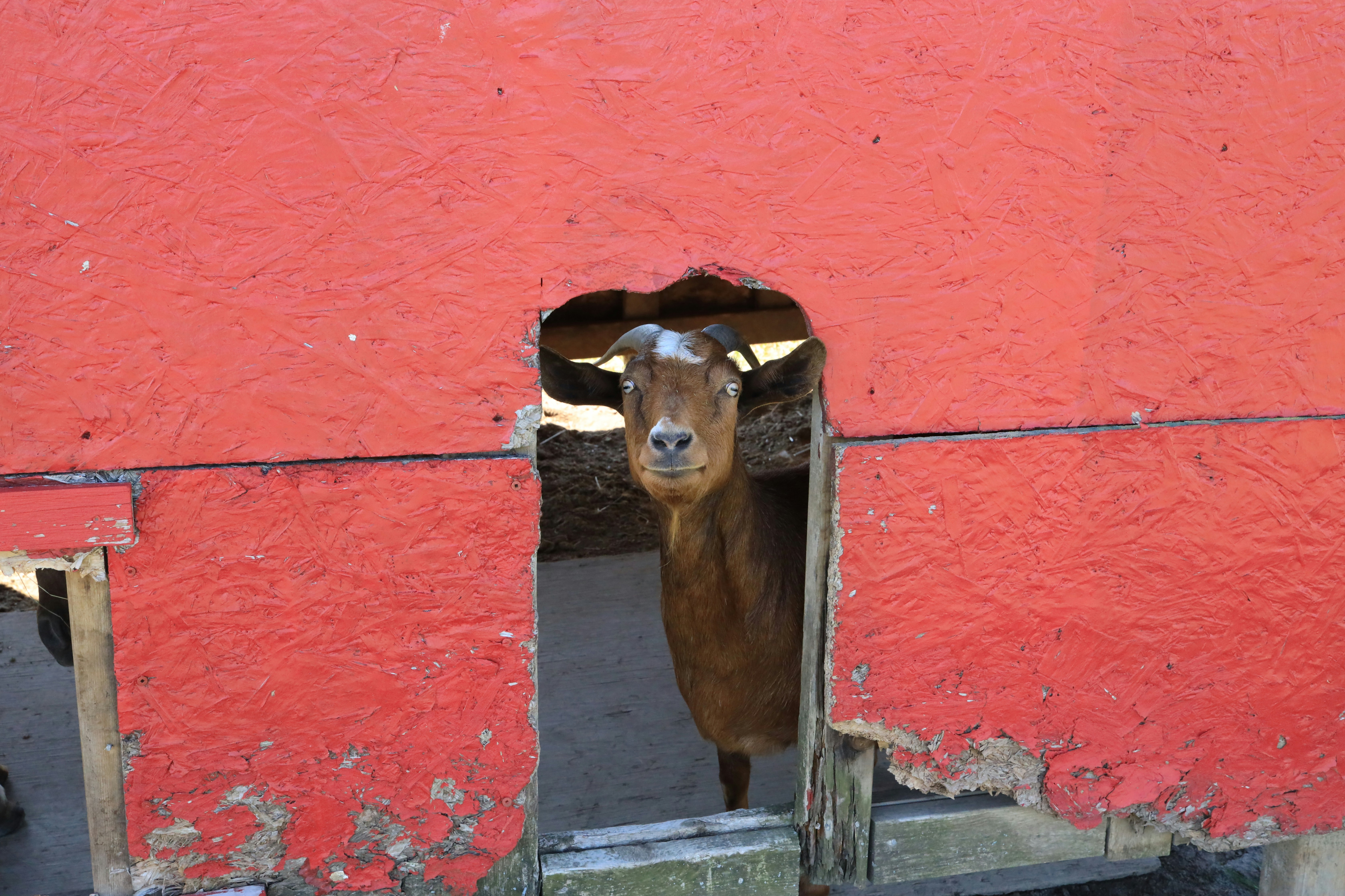 brown short coated dog on blue wooden window