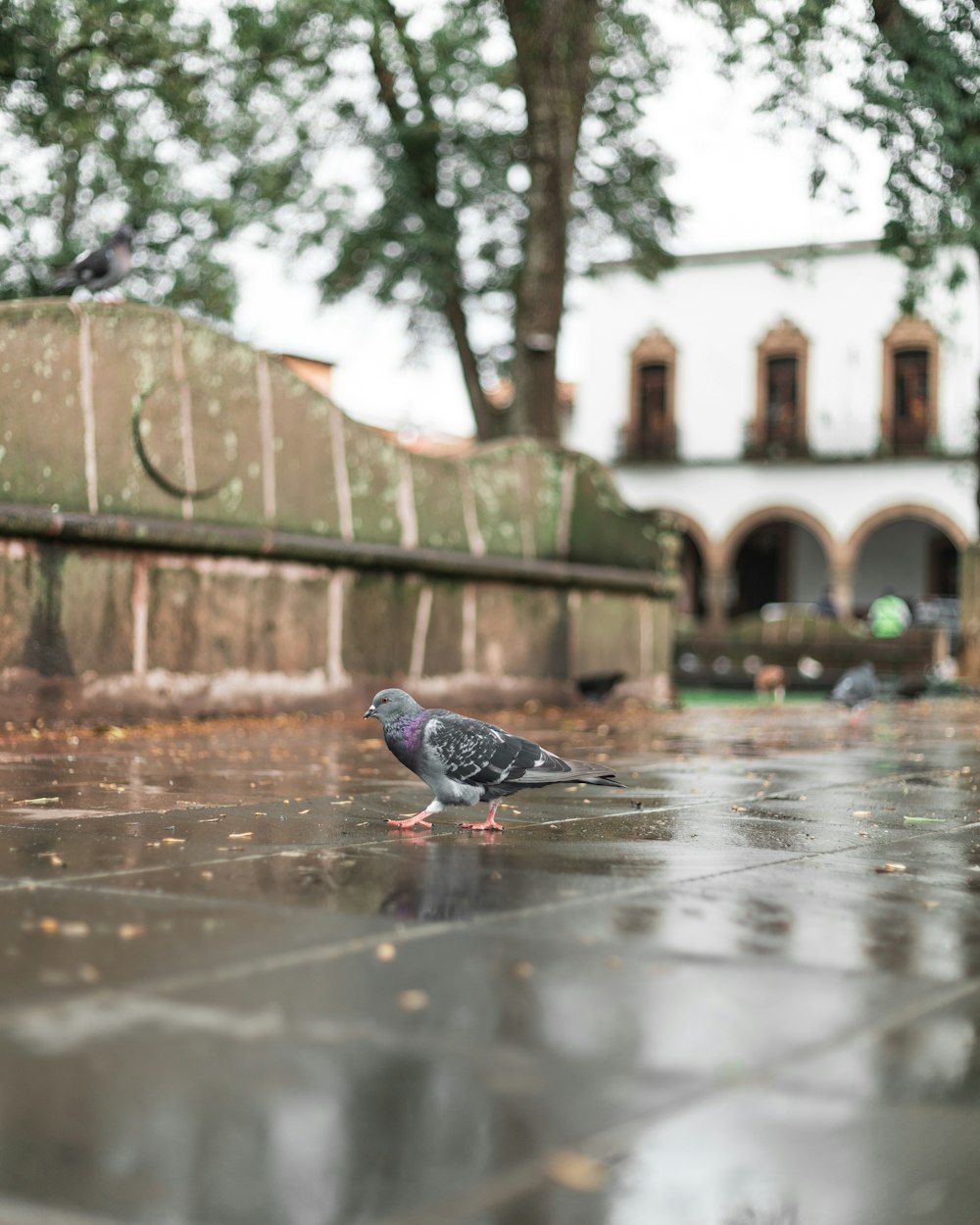 black and white pigeon on water