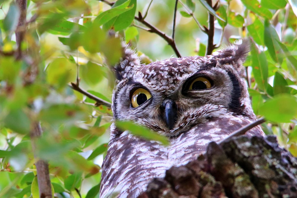 brown and white owl on brown tree branch during daytime