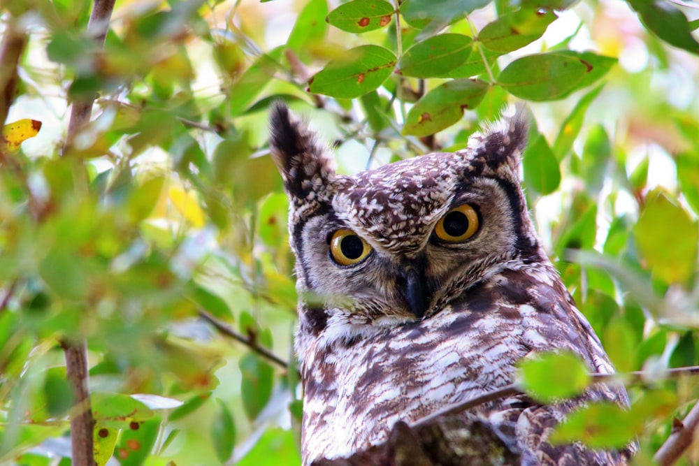 brown and white owl on green leaves during daytime