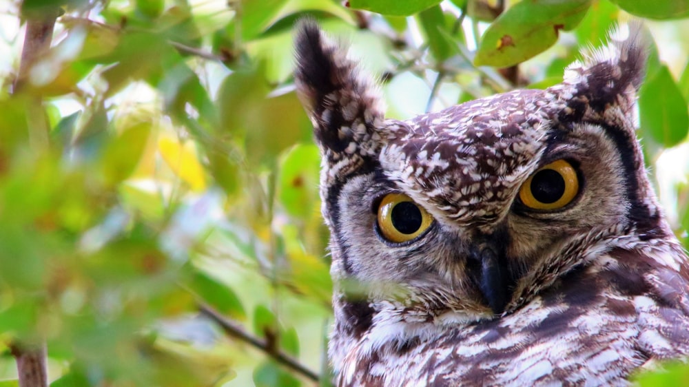 brown and white owl on green leaves during daytime