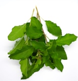 green leaves on white surface