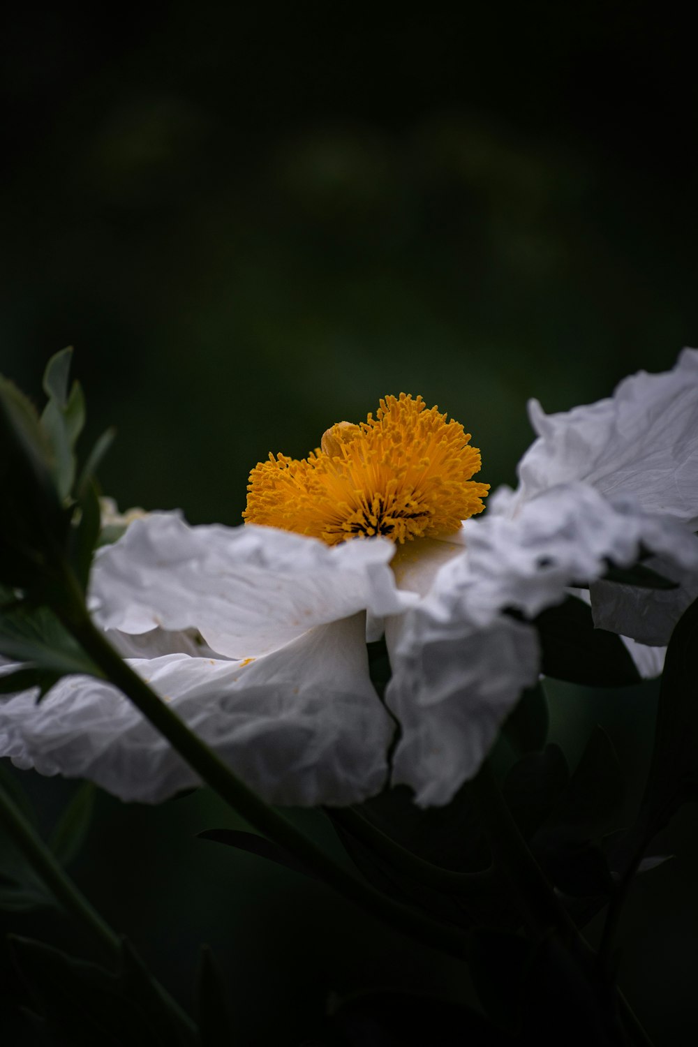 white flower in tilt shift lens