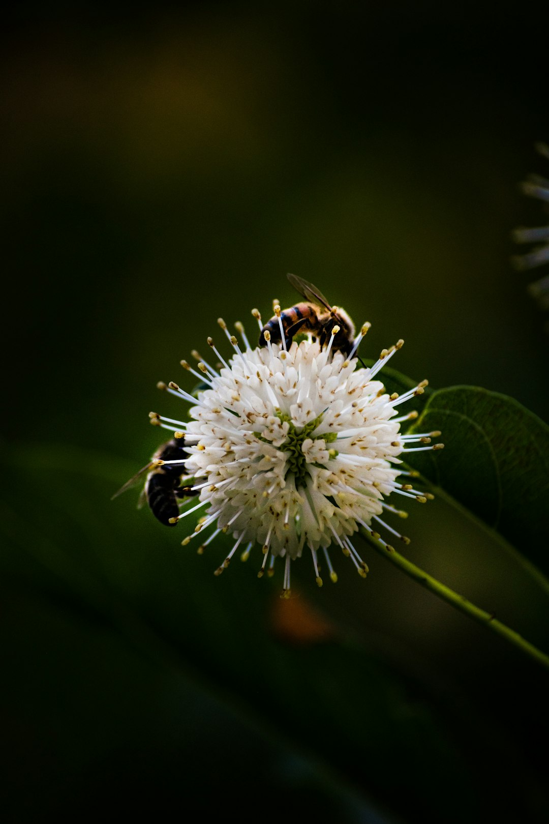 black and yellow bee on white flower