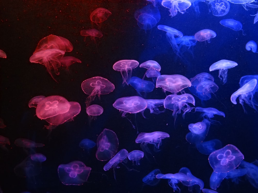 blue jellyfish in body of water