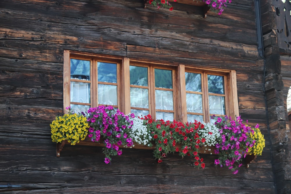 pink and yellow flowers on brown wooden window