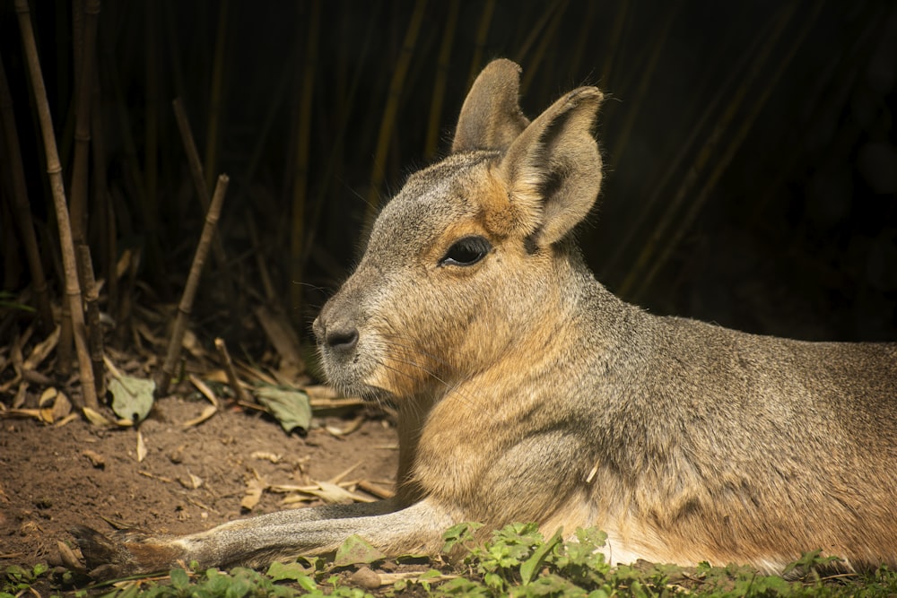 brown kangaroo lying on ground