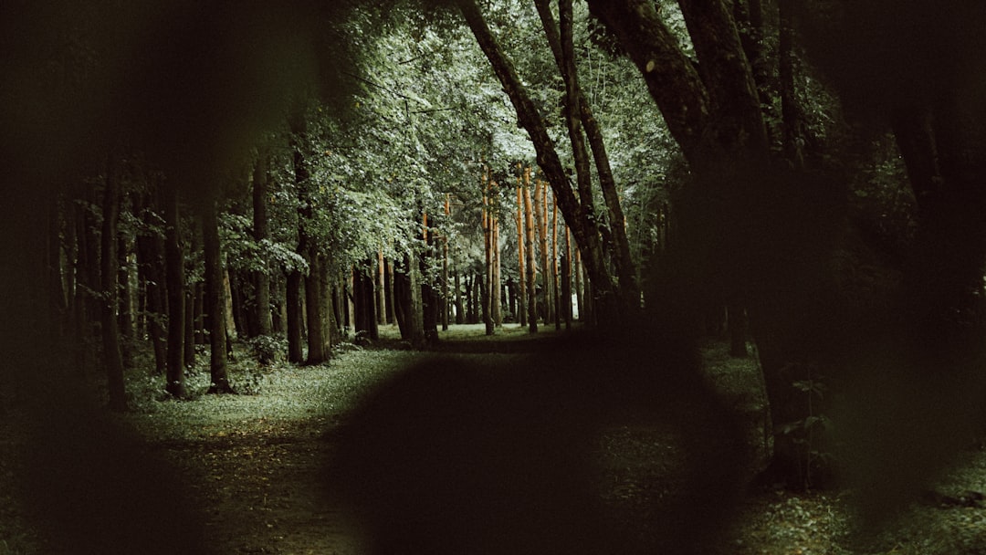 grayscale photo of trees on forest