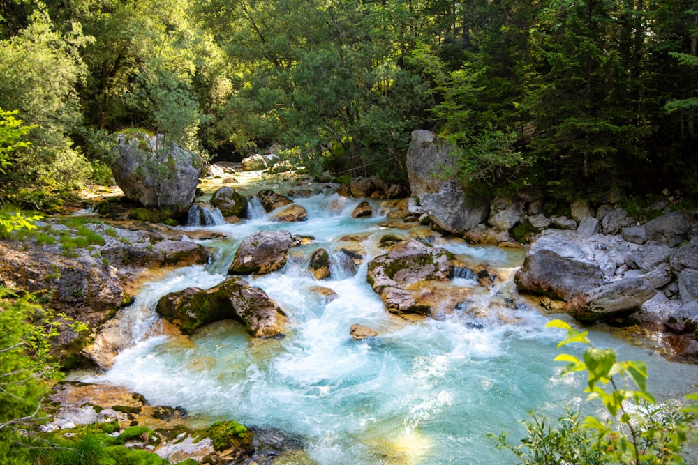 river in between green trees during daytime