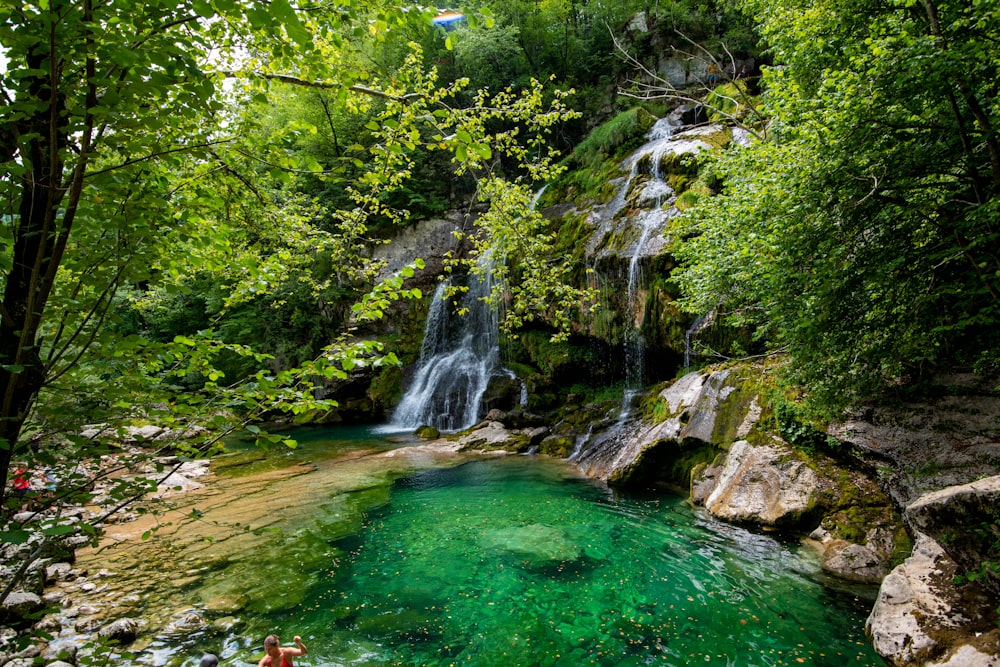 green trees beside river during daytime