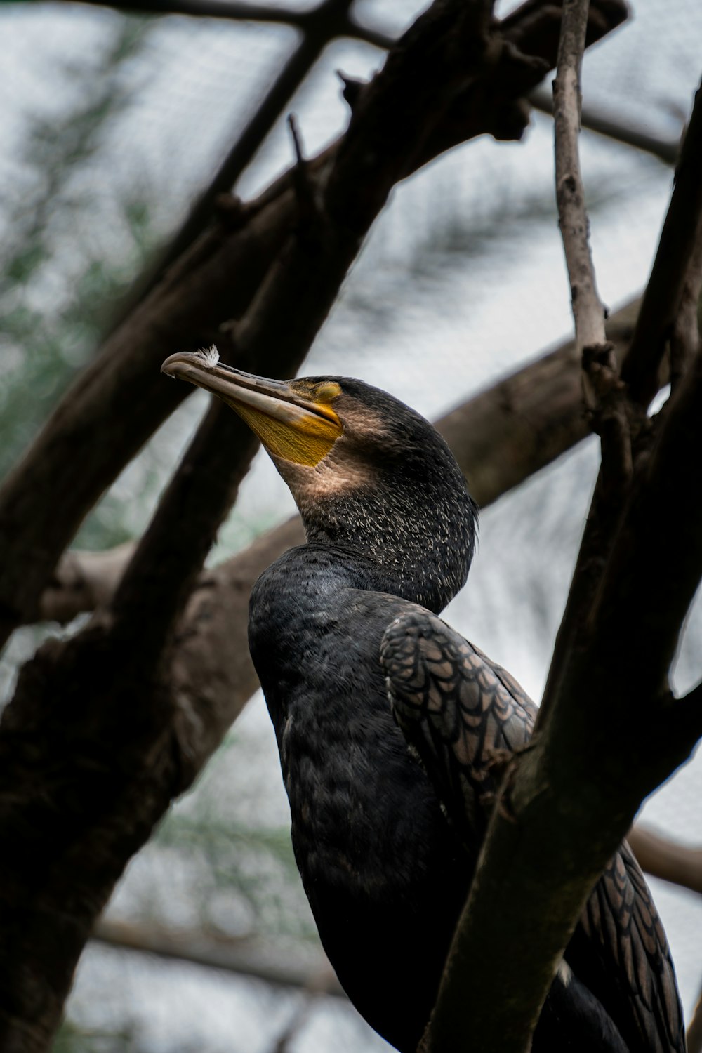 uccello nero e giallo sul ramo dell'albero
