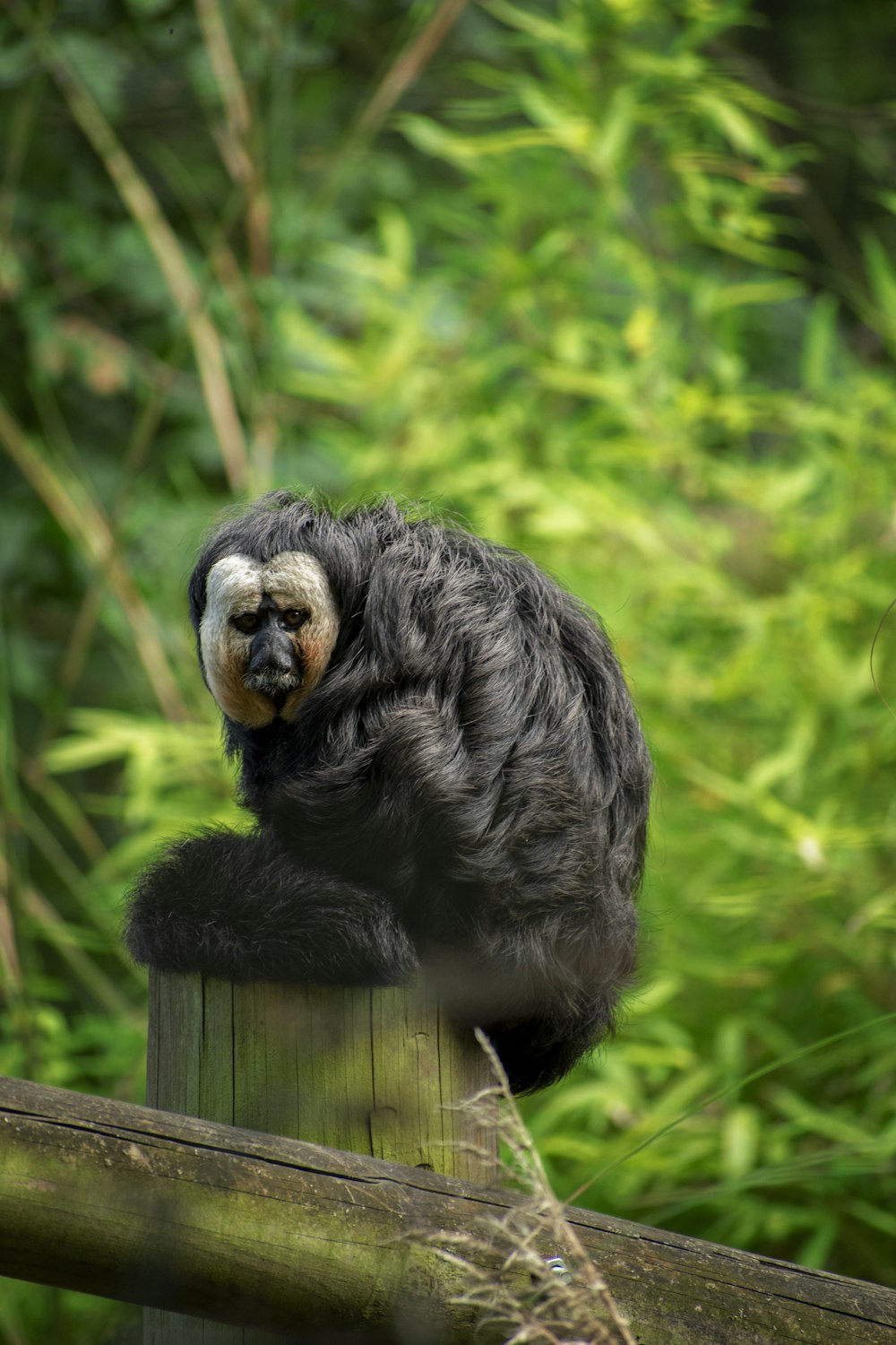 black and brown monkey on brown wooden log during daytime