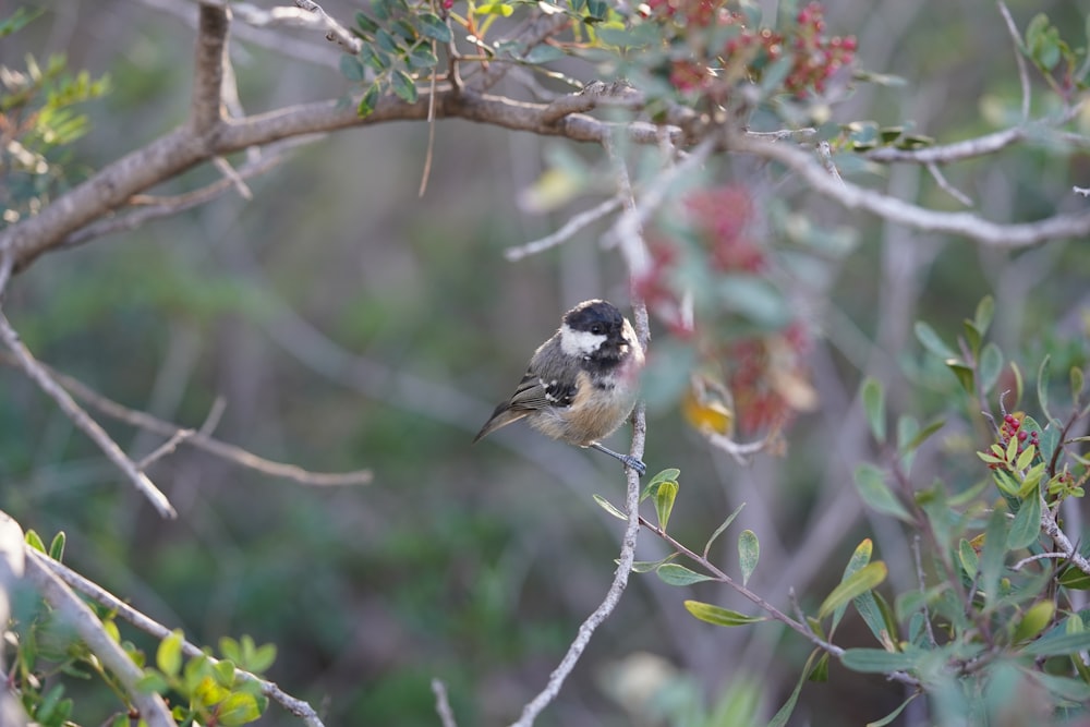 white and black bird on tree branch