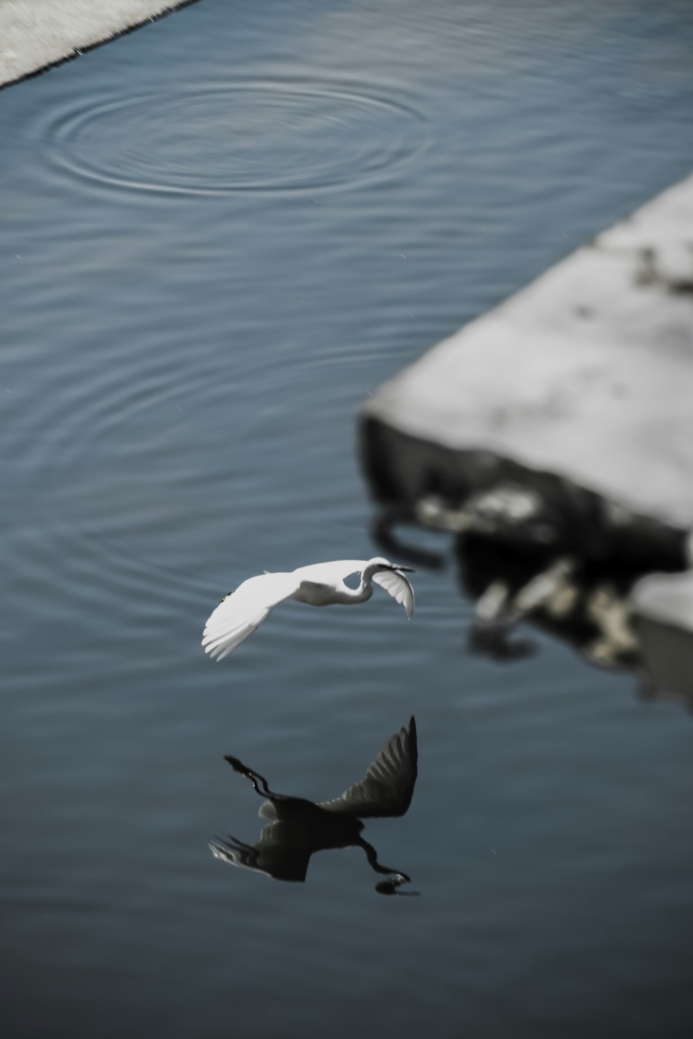 white and black bird flying over the sea during daytime