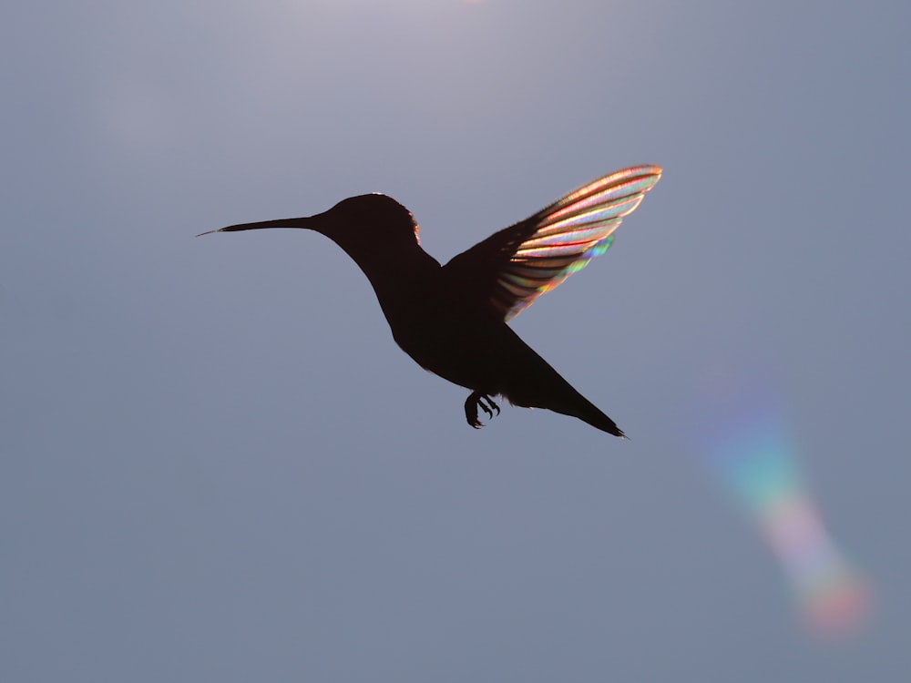 black and red bird flying