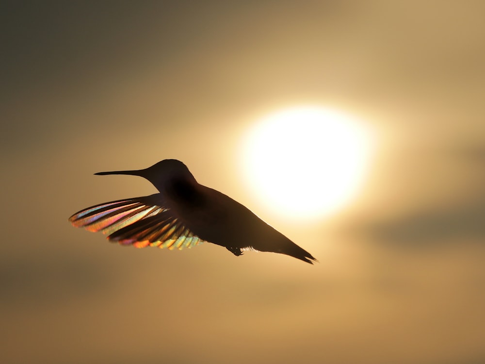 black bird flying during daytime