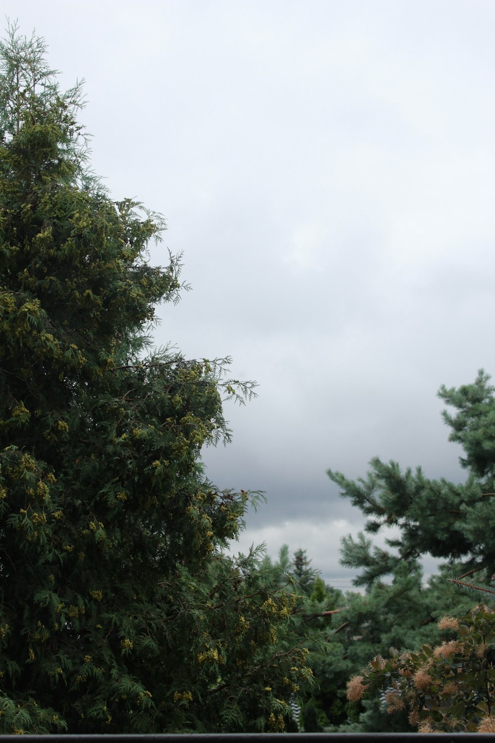 green tree under white sky during daytime