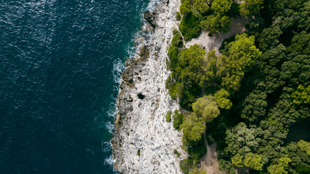 arbres verts sur le rivage rocheux pendant la journée