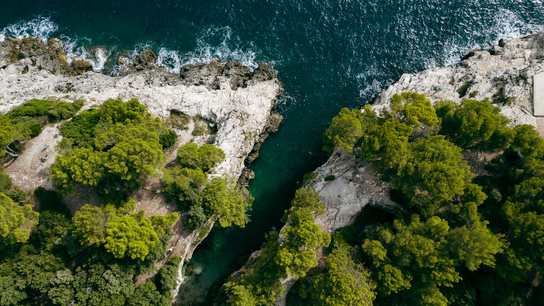 aerial view of green trees and body of water during daytime