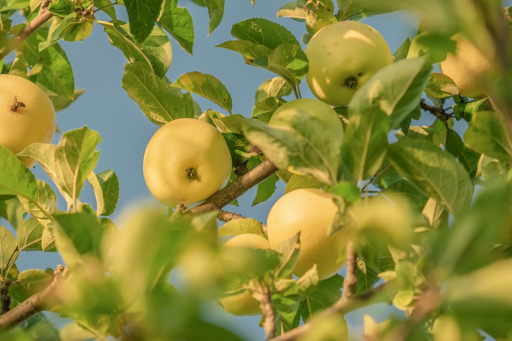 Frutos redondos amarillos en el árbol durante el día