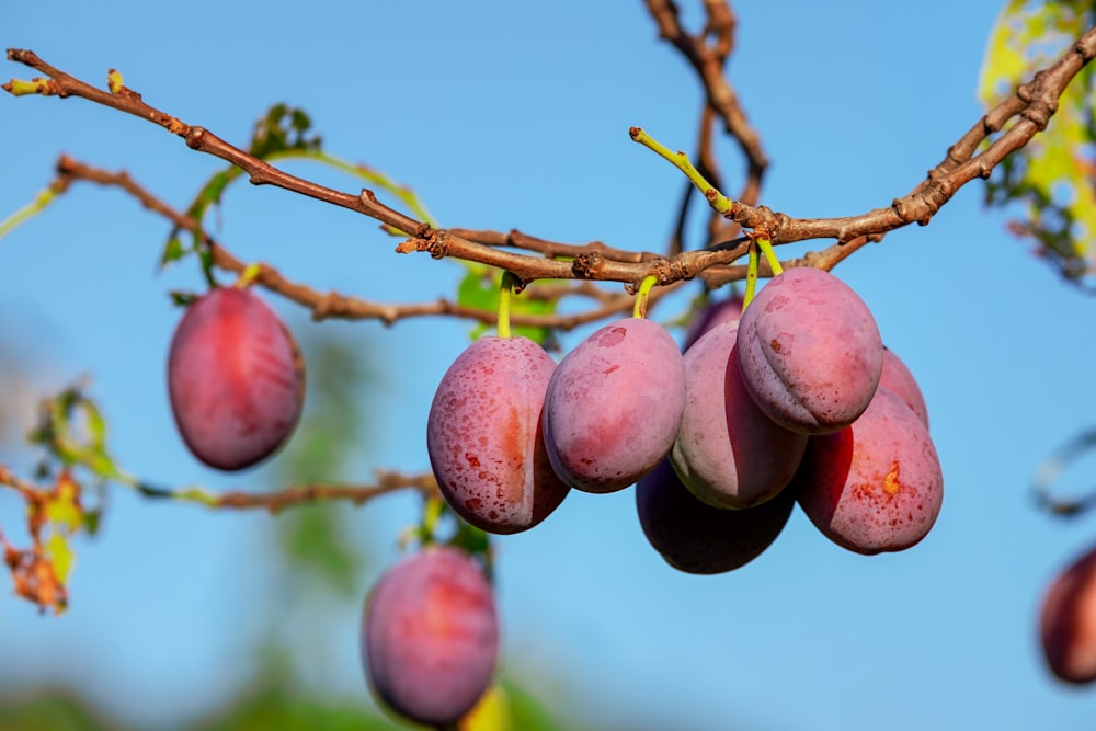 red round fruits on brown tree branch during daytime