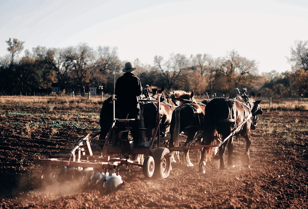 people riding horses on field during daytime