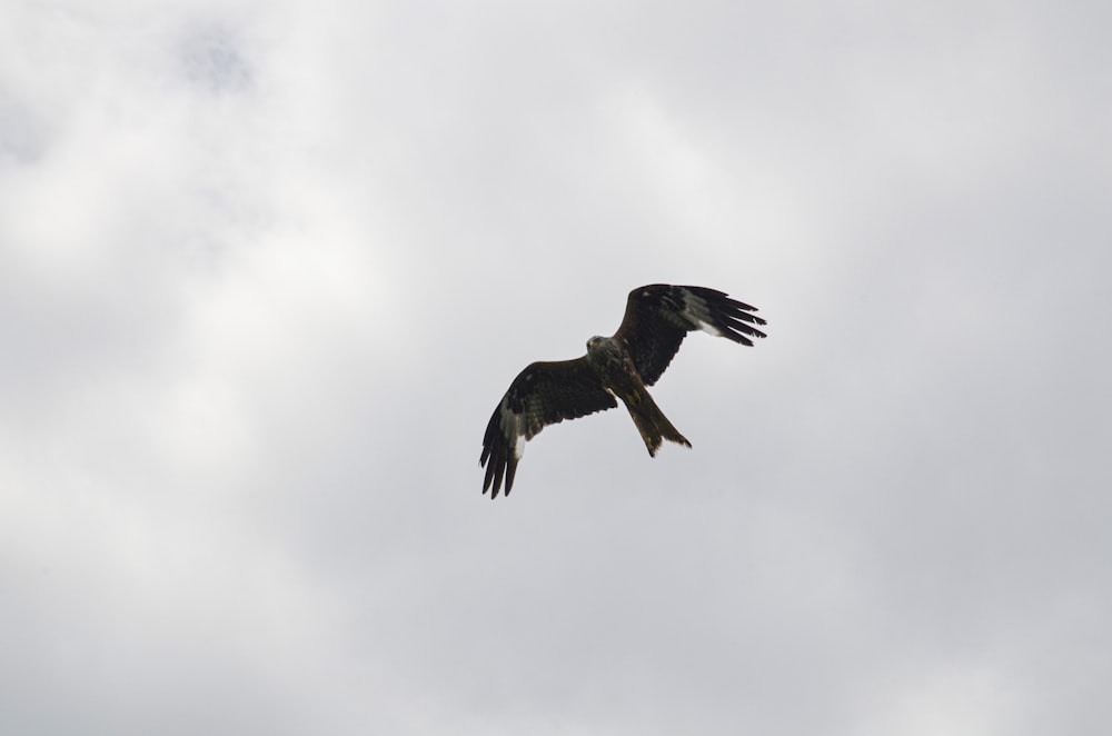 brown and black bird flying under white clouds during daytime