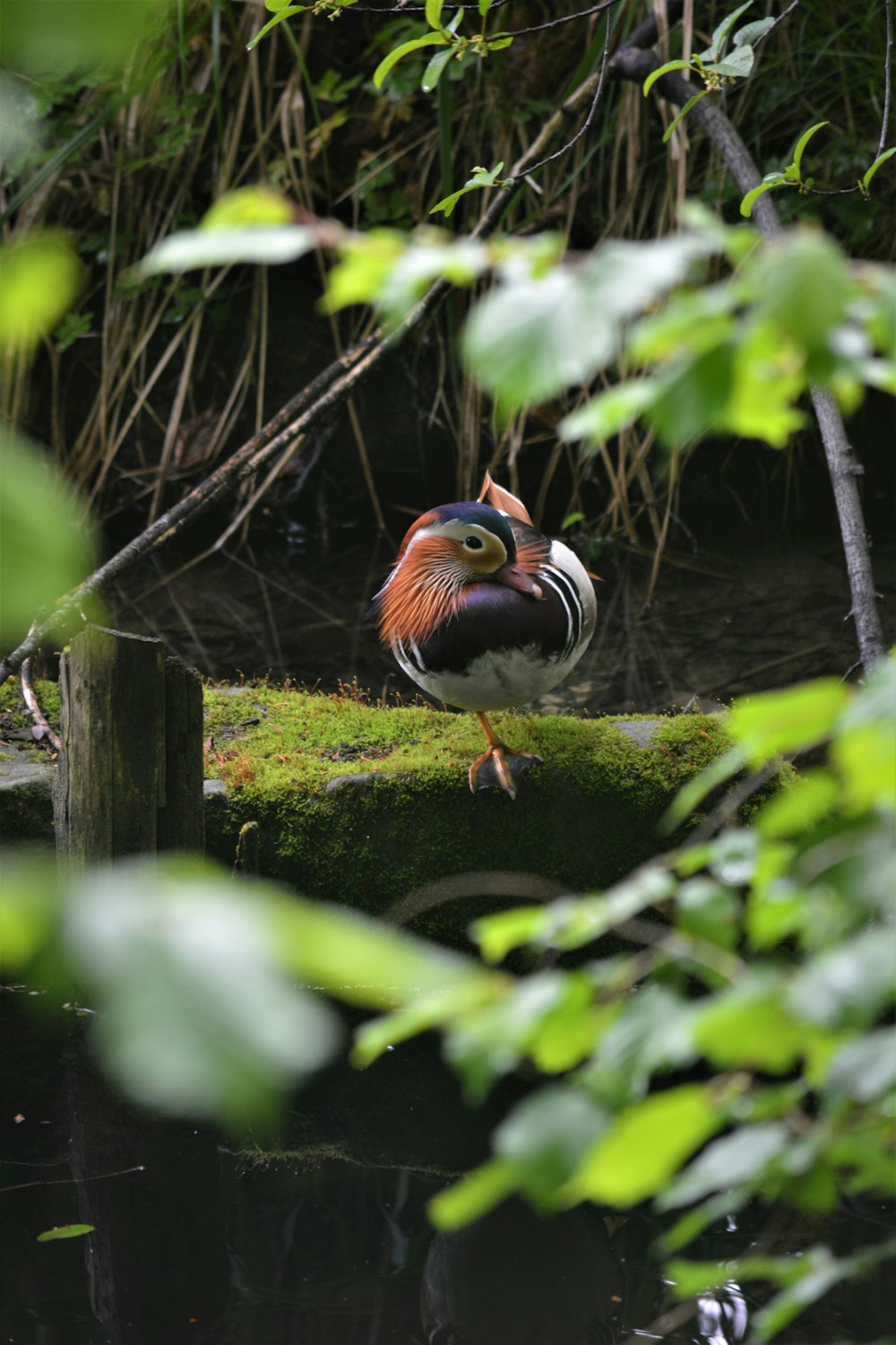 orangefarbener schwarz-weißer Vogel auf braunem Baumstamm