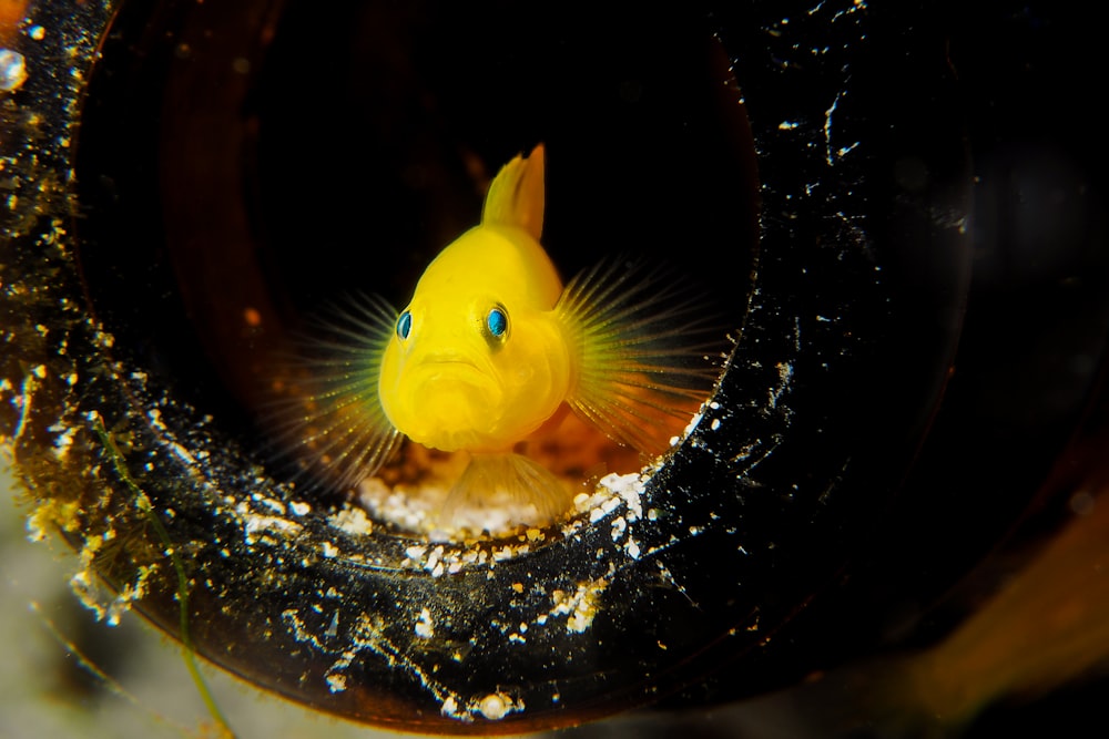 poisson jaune dans l’aquarium