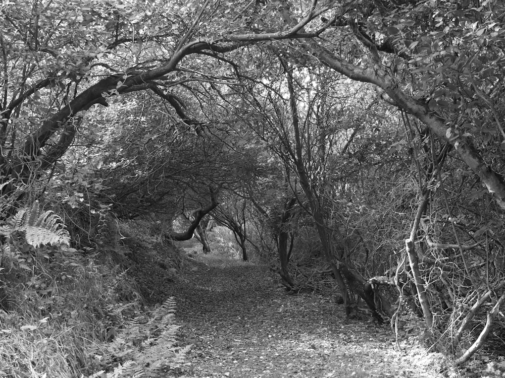 grayscale photo of trees and plants