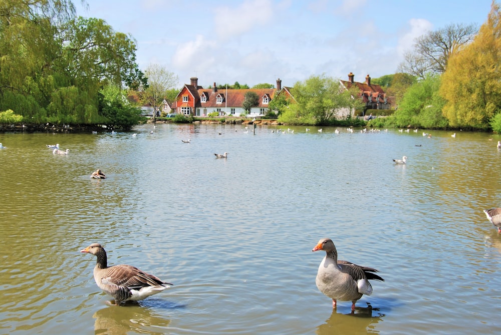 flock of geese on water during daytime