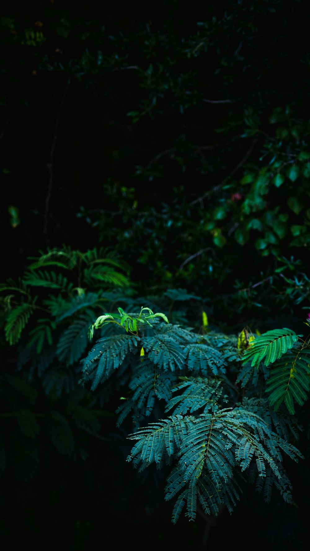 green fern plant in close up photography