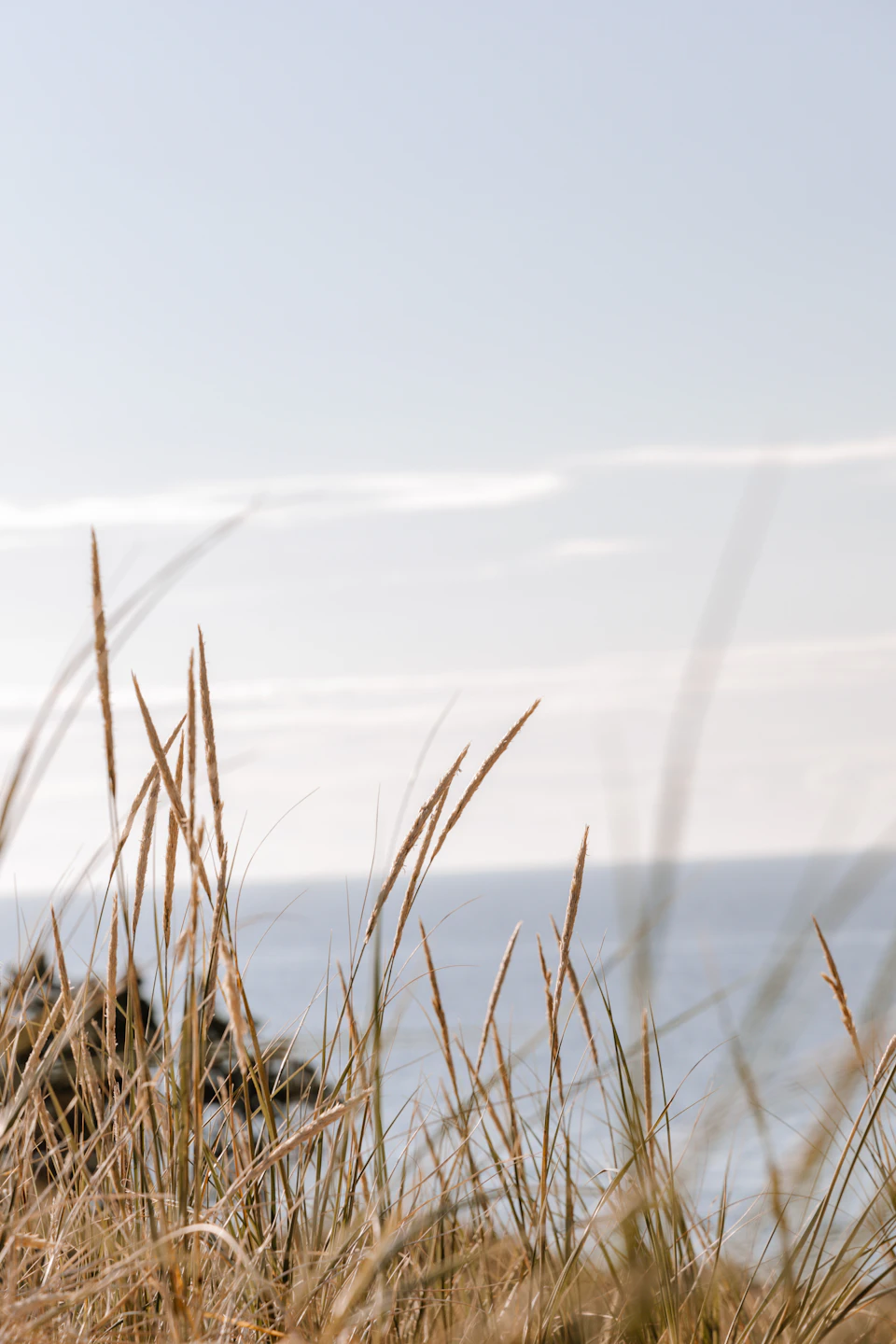The image depicts a serene beach scene with tall, dry grass swaying gently in the breeze. The perspective is from below, looking up at the grass and the vast expanse of water beyond it. The sky above mirrors the color of the grass, creating a harmonious blend of natural elements. The calm waters extend into the distance, their surface undisturbed by any visible movement or activity.