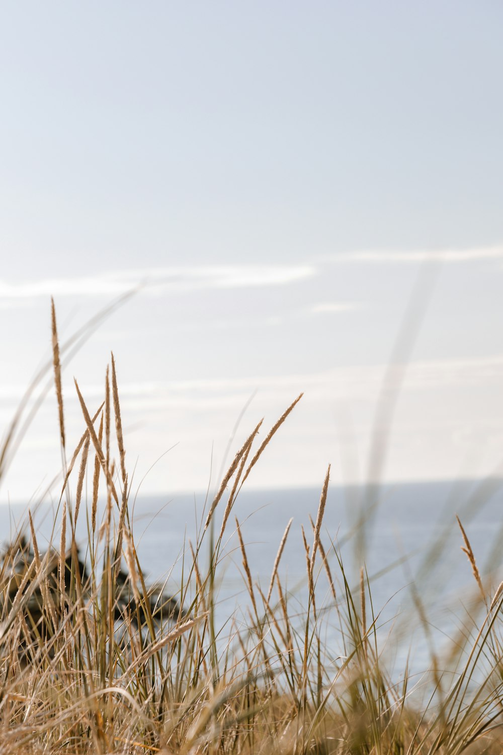 brown grass near body of water during daytime