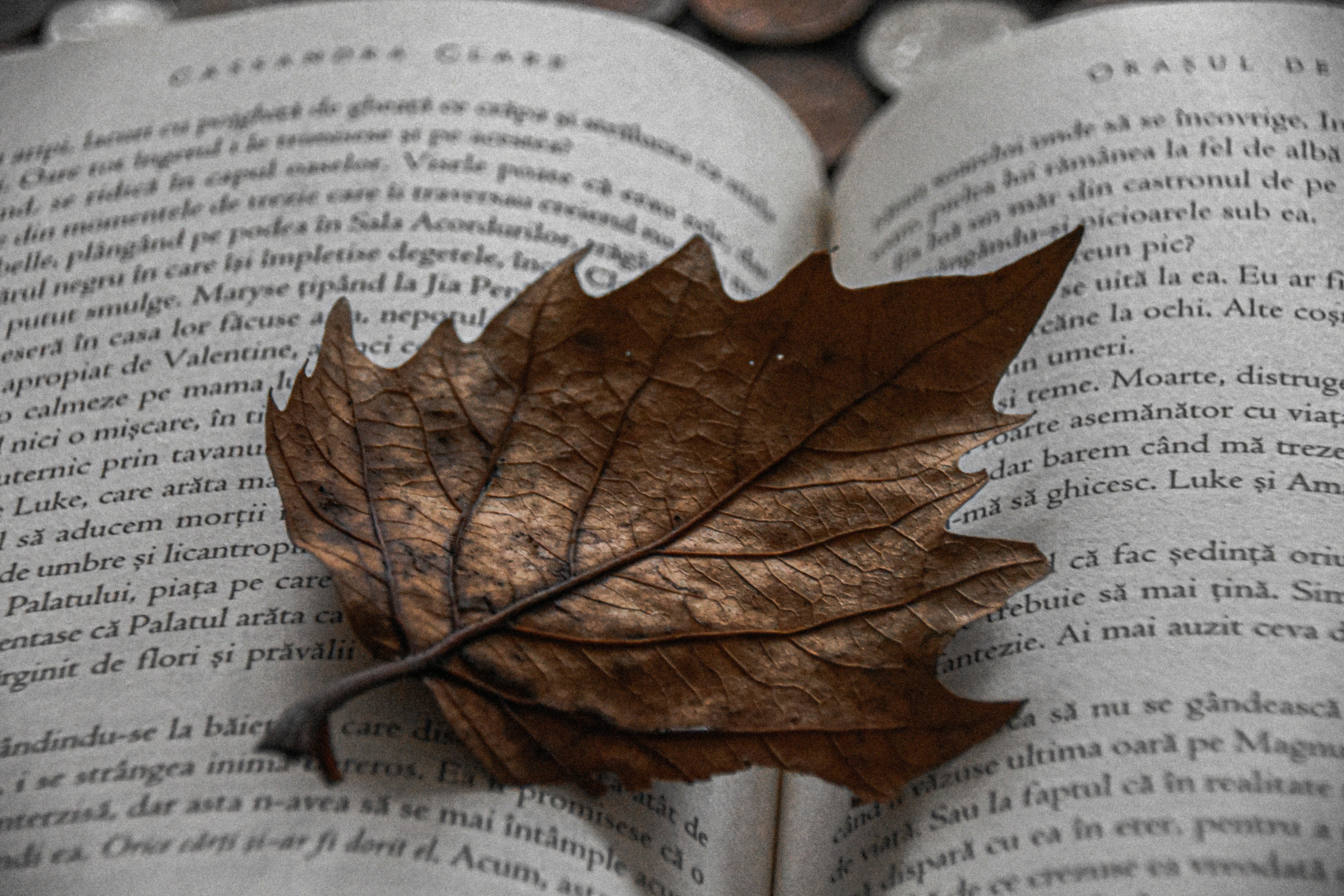 Un libro con una hoja encima foto – Imagen de Libro gratuita en Unsplash, image size:3000x2002