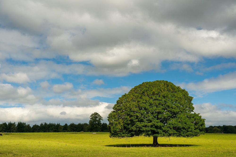 green tree on green grass field under blue sky during daytime