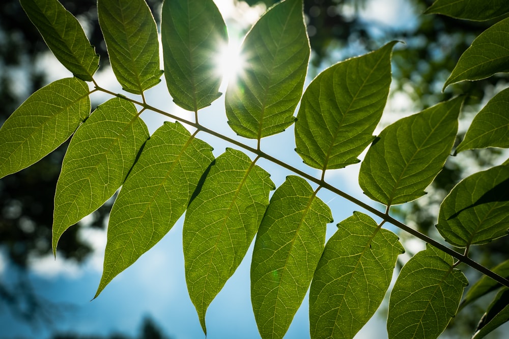 green leaves in tilt shift lens