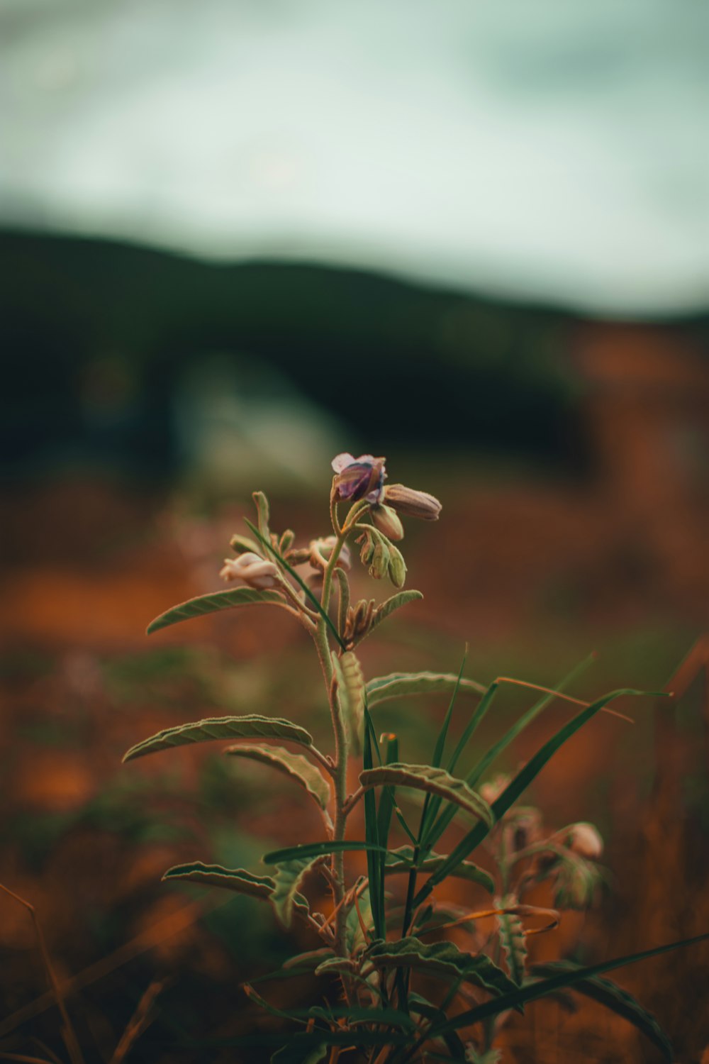 white flower in tilt shift lens