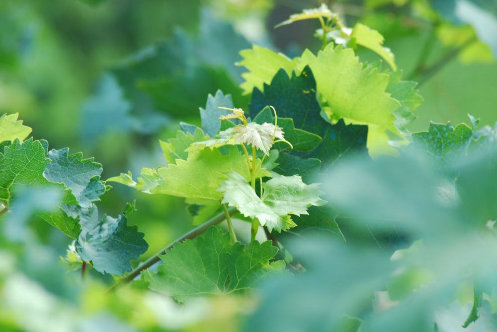 green leaf plant in close up photography