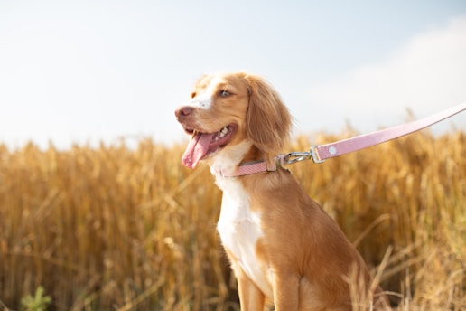 brown and white short coated dog with purple leash