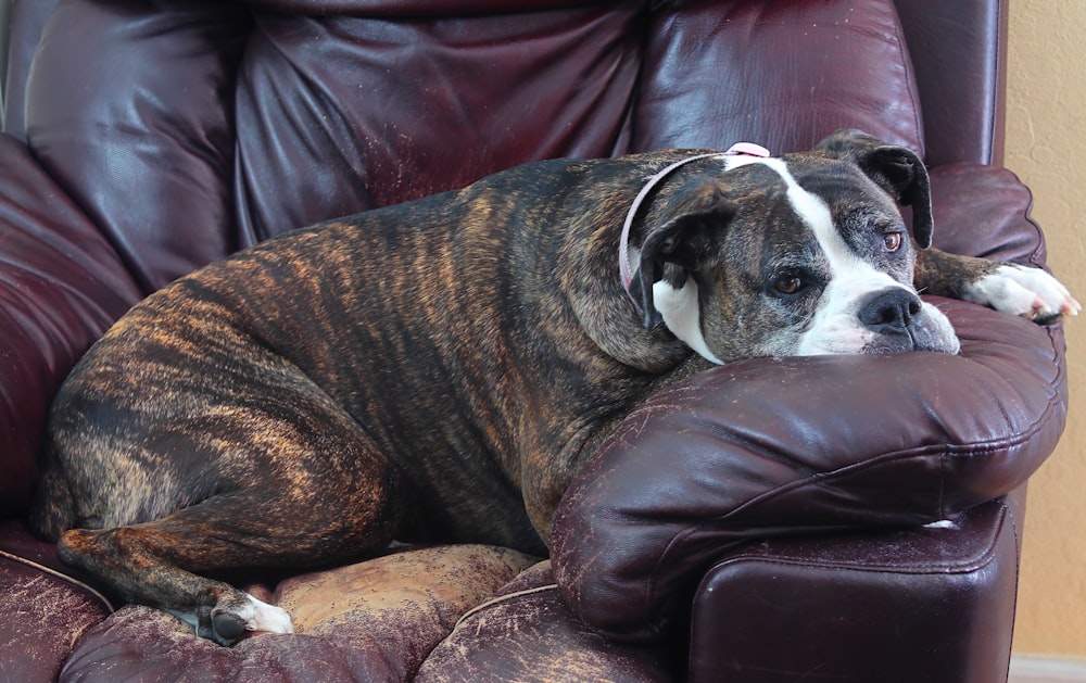 brown and white short coated dog lying on brown leather couch
