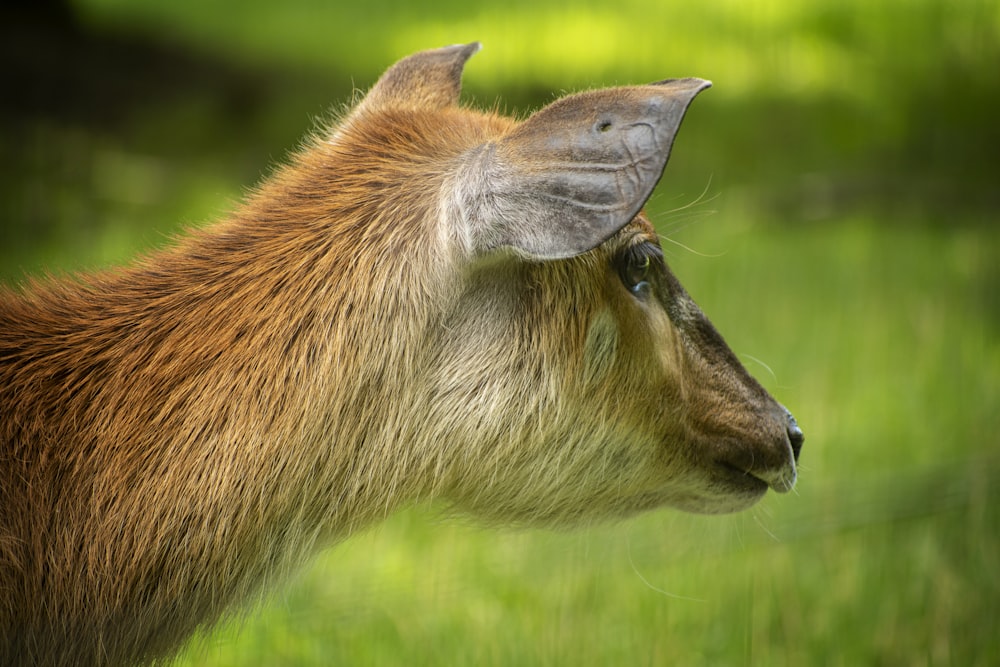 brown animal on green grass during daytime