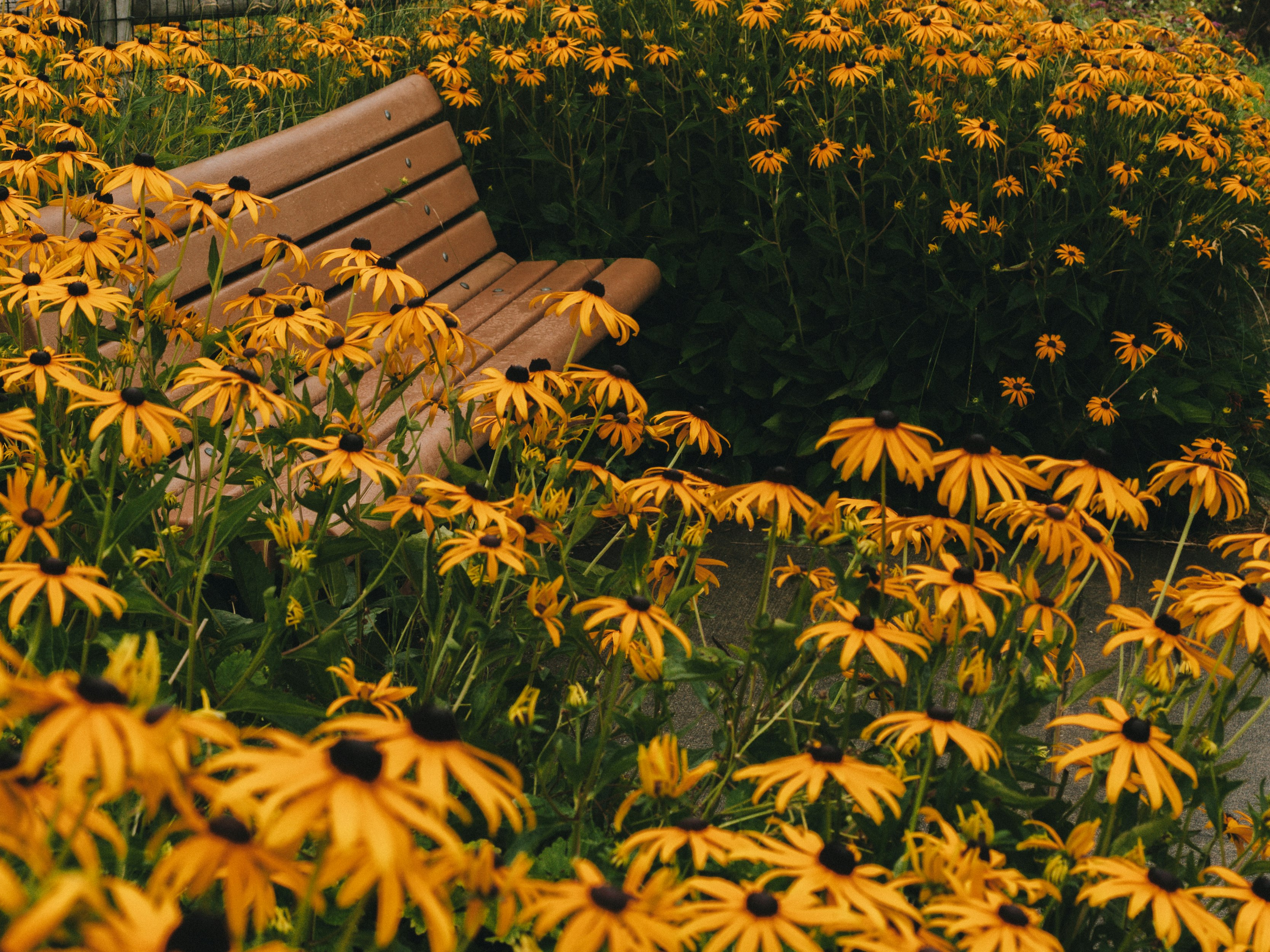 brown wooden bench surrounded by yellow flowers