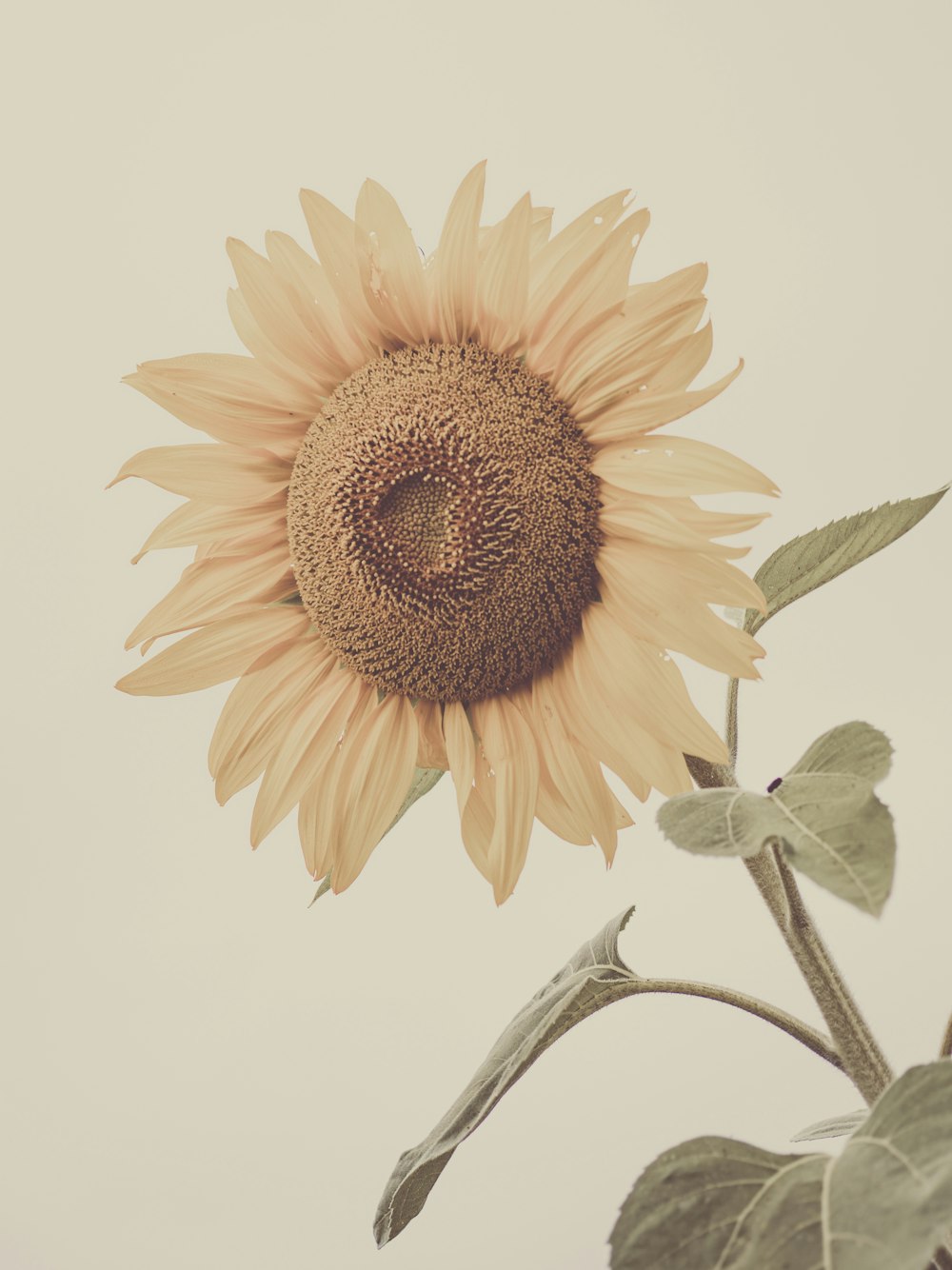 yellow sunflower in close up photography