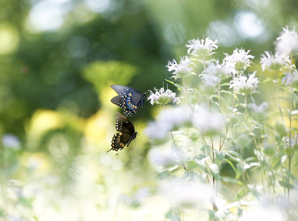 blue and black butterfly perched on white flower in close up photography during daytime