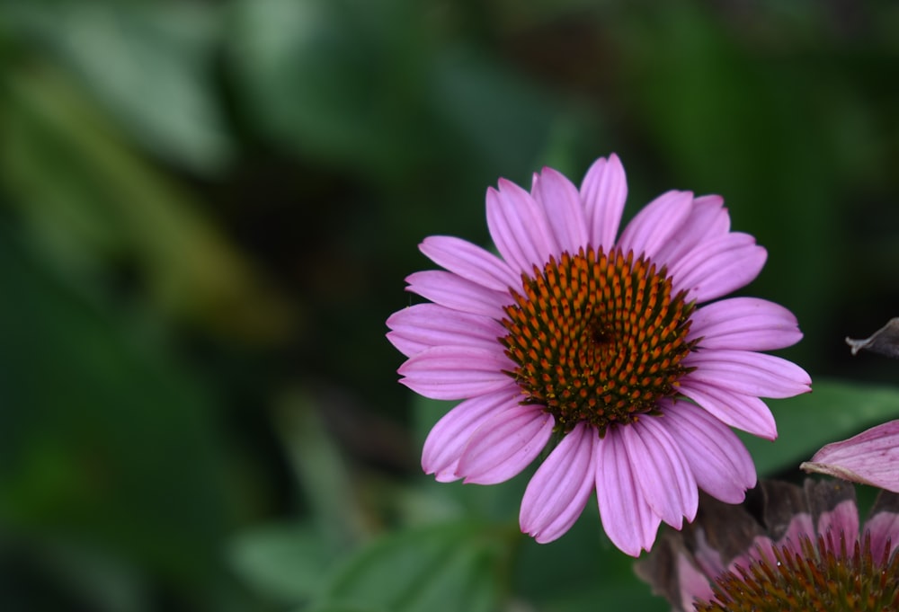 purple flower in tilt shift lens