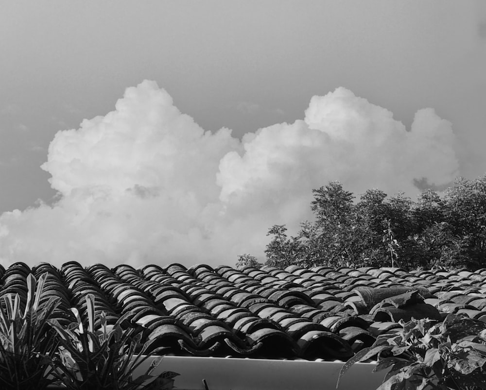 grayscale photo of trees under cloudy sky